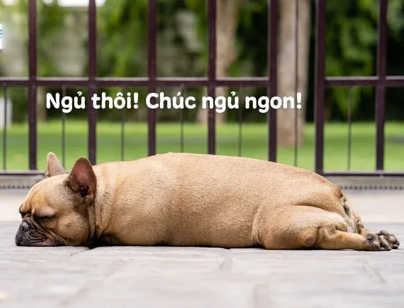 Meme ngủ ngon: 100+ ảnh dễ thương nhất cho tin chúc ngủ ngon